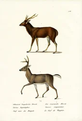 Red Deer